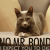Avatar mrbond